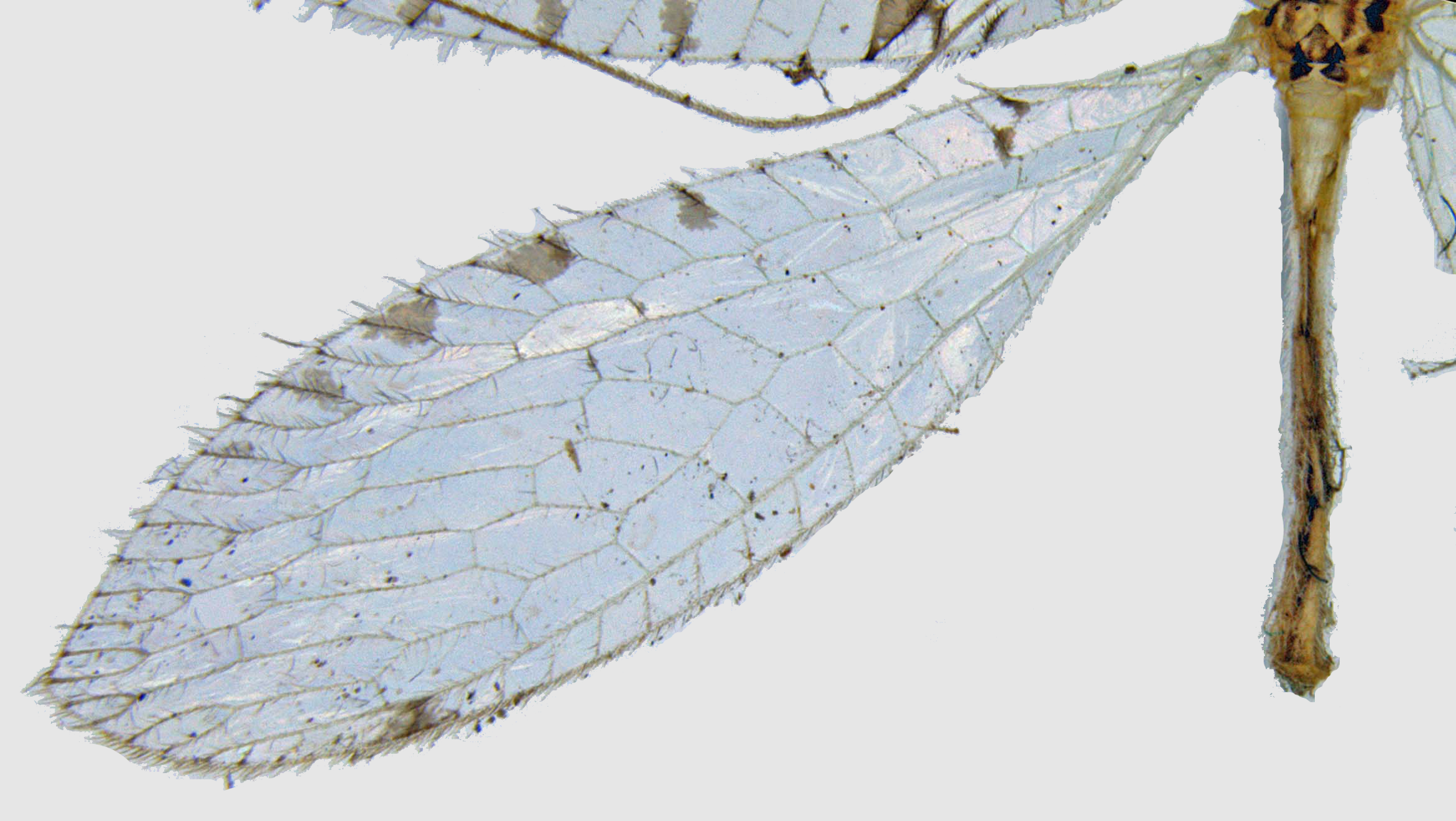 Hind wing